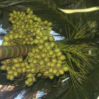 Areca catechu L.